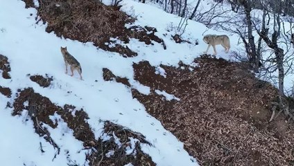 Munzur Vadisi Milli Parkı’nda yiyecek arayan kurtlar dronla görüntülendi