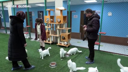 Van kedilerinin yaşam alanı "Kedi Villası"nda yılda 200 bin ziyaretçi