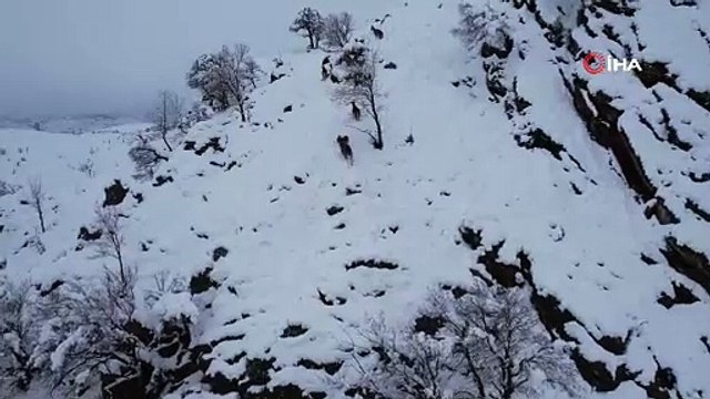Yaban keçilerinin hayatta kalma mücadelesi!