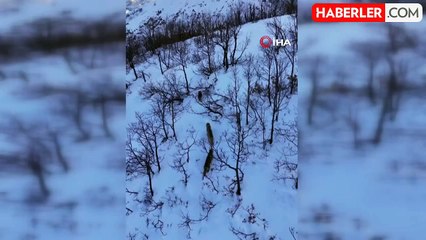 Munzur Vadisi'nde Kurt Ailesi Dron ile Görüntülendi