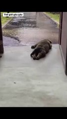 As soon as I walked out the door to go to school, it started to rain 🎉🎉