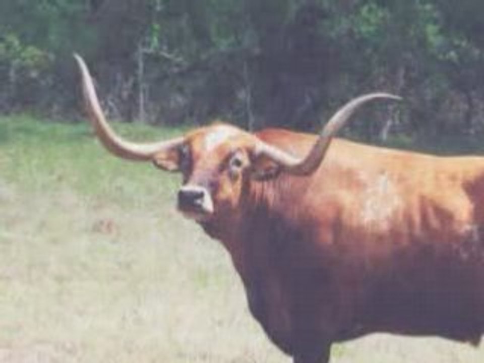 Watusi -- Missing a Friend