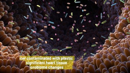Plastic food containers could lead to heart failure
