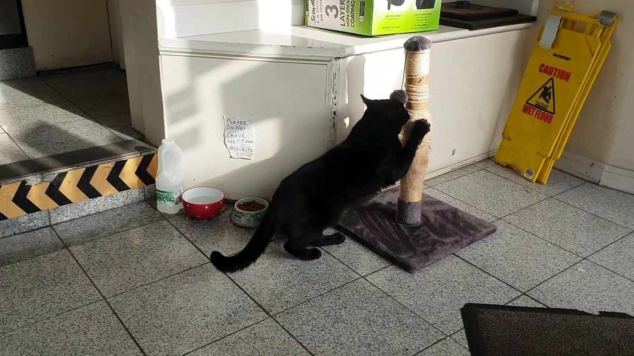 Wellington's 'launderette cat' Elvis making use of his scratching post while customers do their washing.