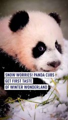 Adorable panda cubs’ first taste of winter