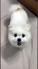 Bucket Bear Bucket