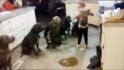 Une fillette nourrit 6 pitbulls