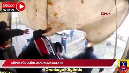 Köpek dövüşüne jandarma baskını