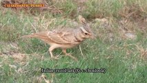 Indian crested lark (G. c. chendoola)