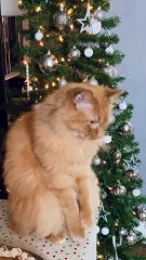 Orange Cat Moves His Paws in Begging Motion Whenever he Wants Treats