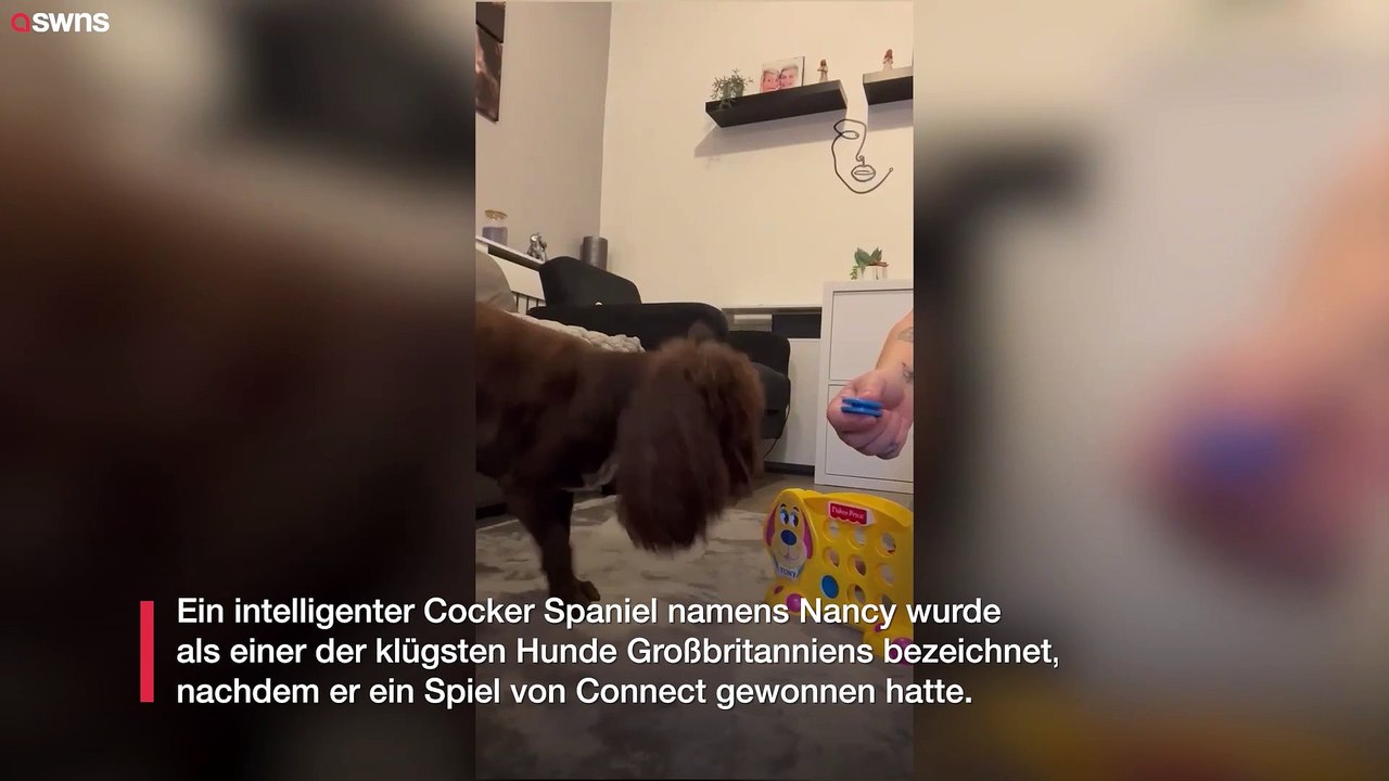 Kluger Hund reiht Spielsteine aneinander, um beim Connect-Spiel zu gewinnen