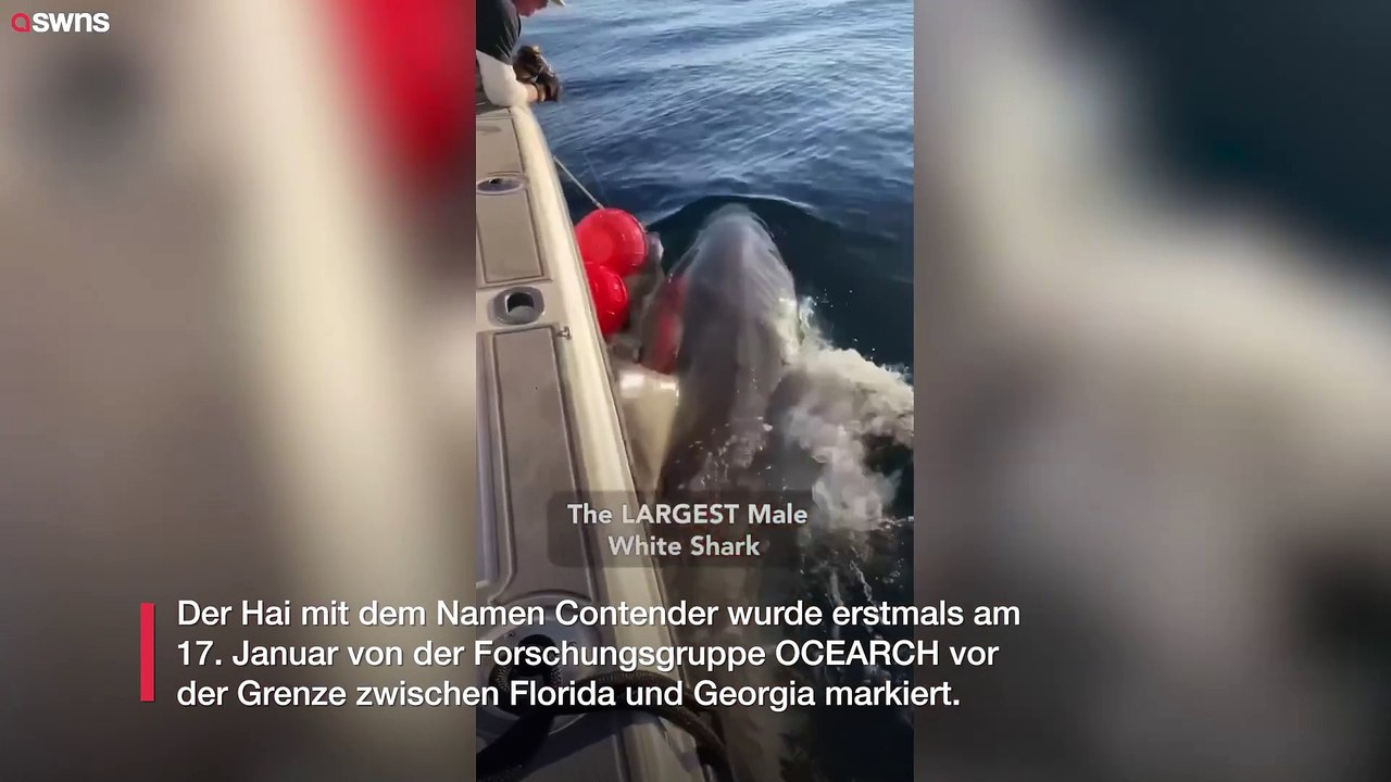 Größter jemals von einer Forschungsgruppe markierter Hai