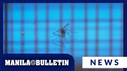 ‘May piso sa mosquito’: Mandaluyong barangay offers cash reward to combat dengue