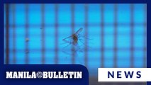 ‘May piso sa mosquito’: Mandaluyong barangay offers cash reward to combat dengue