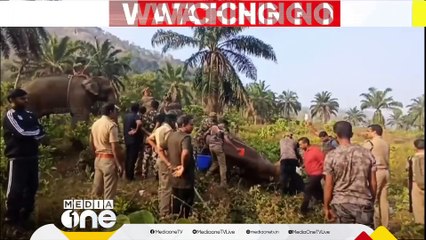 അതിരപ്പിള്ളിയിൽ മസ്തകത്തിന് പരിക്കേറ്റ കാട്ടുകൊമ്പന് വനംവകുപ്പ് ചികിത്സ തുടങ്ങി
