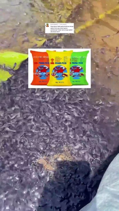 Kenapa pembesaran lele gak pake pelet PF500/PF800 kan tinggi protein