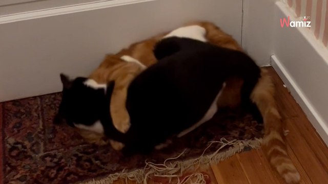 Elle accueille un chaton qui n'aime pas les autres chats : elle n'avait pas prévu la réaction de son vieux matou (vidéo)