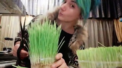 Erba di grano: proprietà, benefici e dove trovarla