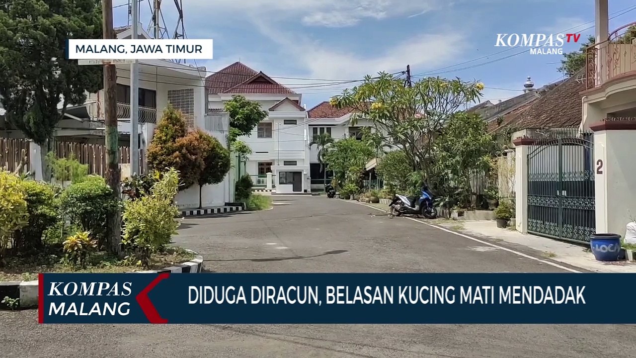 Belasan Kucing Mati, Diduga Diracun