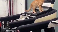 Smart kitten turned on the treadmill and started running..🐈🐾🤯