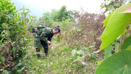 EP.435 - Especialidades Naturais - Pesca, Peixe Defumado, Mandioca Grelhada