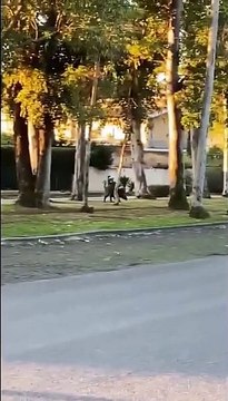 Cinghiale a spasso per le strade di Roma: avvistato a Casal Palocco - Video