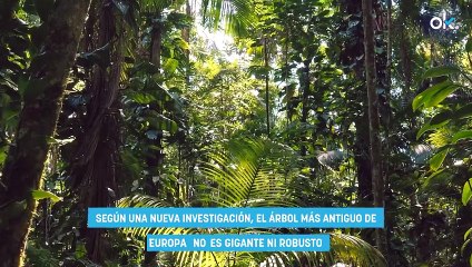 Hallan el árbol más antiguo de Europa en un lugar inesperado: nació en el Imperio Romano