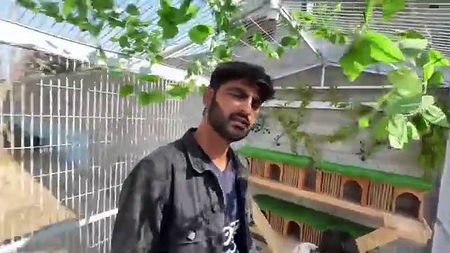 shehar mein dehat ep 145 2025 animal mini zoo Guinea Pigs Ko Beautiful House Main Shift Kr Diya