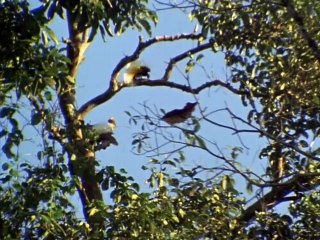 Attenborough in Paradise_A Blank on the Map