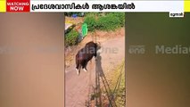 ഇടുക്കി മൂന്നാറിൽ ജനവാസ മേഖലയിൽ കാട്ടുപോത്തിറങ്ങി; പ്രദേശവാസികൾ ആശങ്കയിൽ