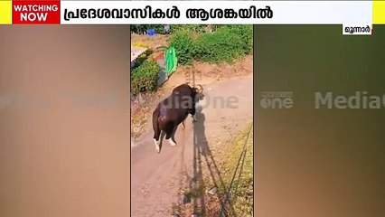 ഇടുക്കി മൂന്നാറിൽ ജനവാസ മേഖലയിൽ കാട്ടുപോത്തിറങ്ങി; പ്രദേശവാസികൾ ആശങ്കയിൽ