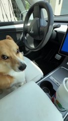 Tesla Affronte un Écran Bleu Windows : Découvrez la Vidéo et Mon Setup Tech 🚗💻