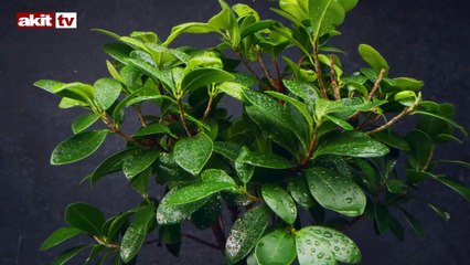 Çörek otunun faydaları