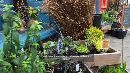 Mach group to grow flowers with elderly to reduce carbon footprint of flower imports