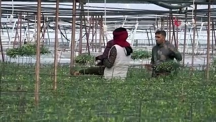 Bataklıktaki sazlıklar çıra gibi yandı, alevli dumanlar gökyüzünü kapladı