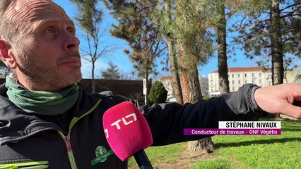 Saint-Etienne lutte contre les chenilles processionnaires