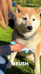 Easy crafts for garden wildlife 🦆