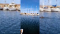 Sorpresa al porto turistico, due delfini fanno capolino fra le imbarcazioni
