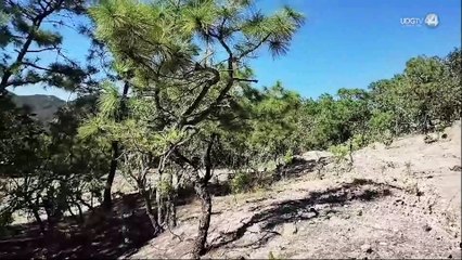 Biólogos del CUCBA encuentran fósiles de insectos en Tesistán
