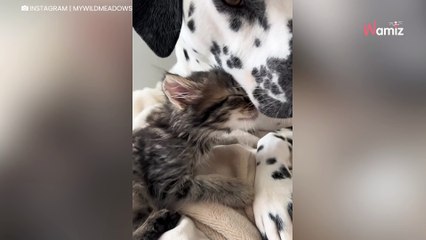 Elle accueille un chaton pour quelques semaines : son chien a une réaction qui coupe le souffle (vidéo)