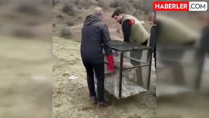 Aç Kalan Kurt, Batman'da Tavukları Telef Etti