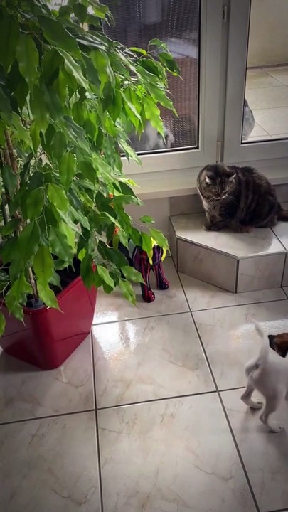 Vroom du Castel des Près 'Fox-terrier à poil lisse_ et Praline