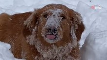 Golden Retriever im Schnee – dieses Video zaubert Millionen ein Lächeln ins Gesicht