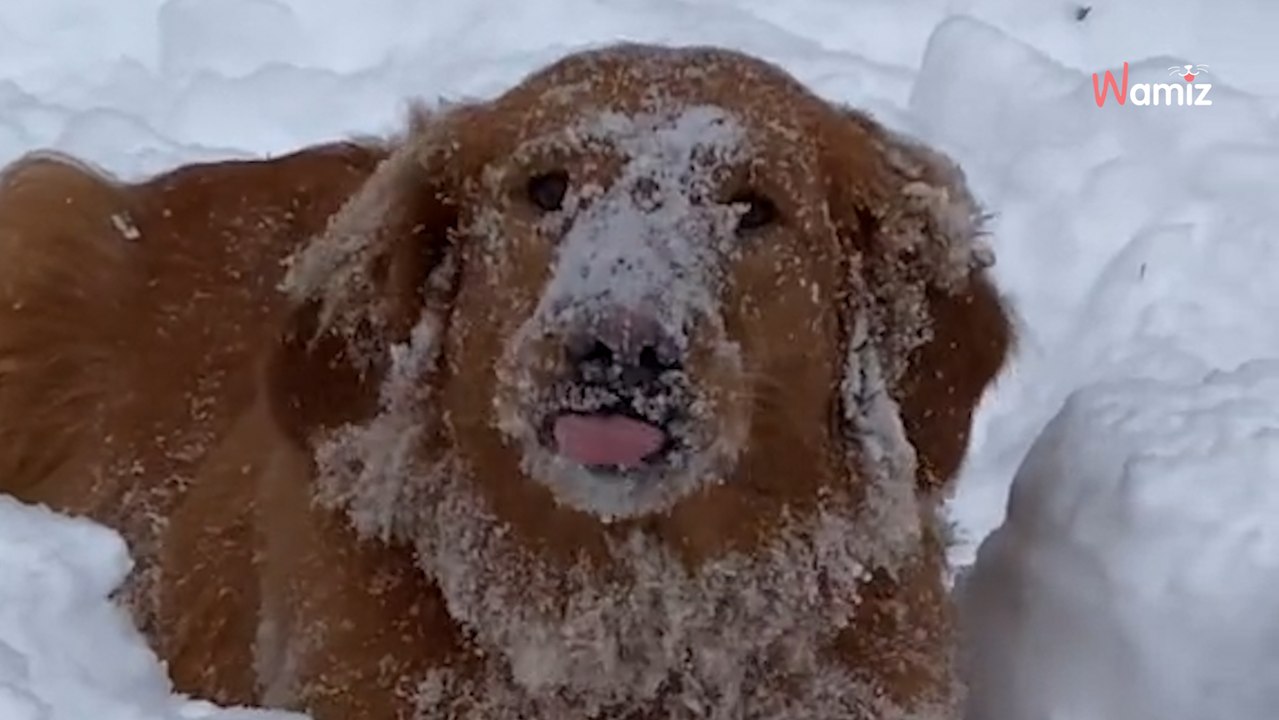 Golden Retriever im Schnee – dieses Video zaubert Millionen ein Lächeln ins Gesicht