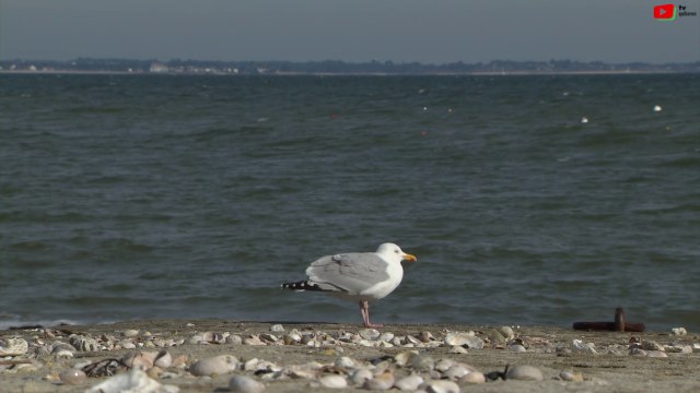 Saint-Pierre Quiberon | La Baie en Hiver | TV Quiberon 24/7