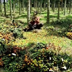 Betel nut Cultivation in India #karmawala #videos