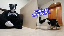 Feline Fiasco: Pusic Meets His Giant Mask Doppelgänger (720P_HD) 😺