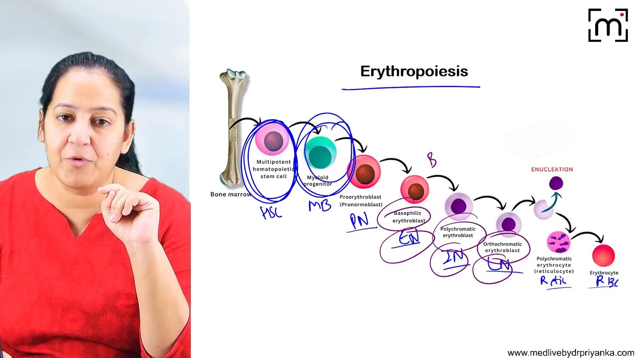 2. Reticulocytes