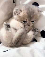 🐾 Welcome to the mesmerizing world of #PetsOfInstagram, where fur babies t