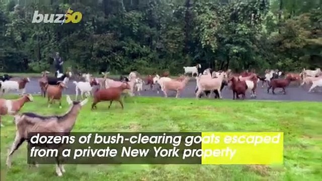 The Goats Have Gone Wild in New York! Neighborhood Overwhelmed By The Adorable Animals